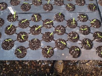 SEEDLING
